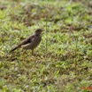 091 Monts de Cristal Oiseau Pipit Longue Patte Anthus Palidivintris 10E5K2IMG_59168wtmk.jpg