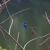 101 Monts de Cristal Oiseau Hirondelle a Bavette Hirundo Nigrita 10E5K2IMG_59236wtmk.jpg