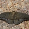121 Monts de Cristal Heterocere Lobobunaea Goodii 10E5K2IMG_59189wtmk.jpg