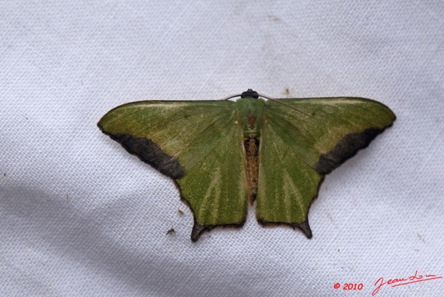 123 Monts de Cristal Heterocere Geometridae 10E5K2IMG_59195wtmk.jpg