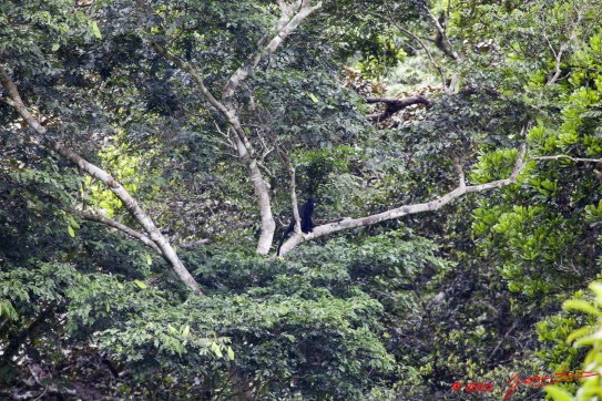 145 Monts de Cristal Singe Cercopithecus Nictitans 10E5K2IMG_59344wtmk.jpg