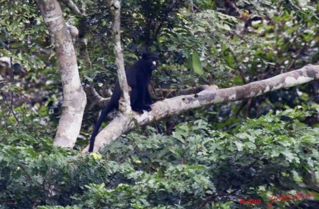 146 Monts de Cristal Singe Cercopithecus Nictitans 10E5K2IMG_59344awtmk.jpg