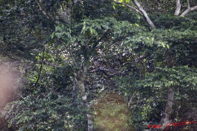 147 Monts de Cristal Singe Cercopithecus Cephus10E5K2IMG_59348wtmk.jpg