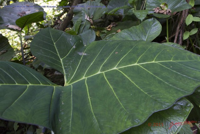 015 PAHON 1a Marche Plante Liliopsida Araceae Taro Feuille 15E5K3IMG_115335wtmk.jpg