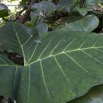 015 PAHON 1a Marche Plante Liliopsida Araceae Taro Feuille 15E5K3IMG_115335wtmk.jpg