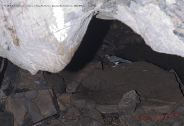 033 PAHON 1a la Grotte Cavite Secondaire et Oiseau Picatharte du Cameroun Picathartes oreas 15E5K3IMG_115378awtmk.jpg