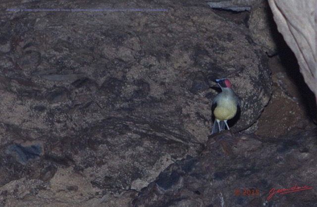 039 PAHON 1a la Grotte Cavite Secondaire et Oiseau Picatharte du Cameroun Picathartes oreas 15E5K3IMG_115382awtmk.jpg