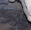 041 PAHON 1a la Grotte Cavite Secondaire et Oiseau Picatharte du Cameroun Picathartes oreas 15E5K3IMG_115383awtmk.jpg