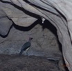 043 PAHON 1a la Grotte Cavite Secondaire et Oiseau Picatharte du Cameroun Picathartes oreas 15E5K3IMG_115384awtmk.jpg