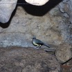 048 PAHON 1a la Grotte Cavite Secondaire et Oiseau Picatharte du Cameroun Picathartes oreas 15E5K3IMG_115388awtmk.jpg