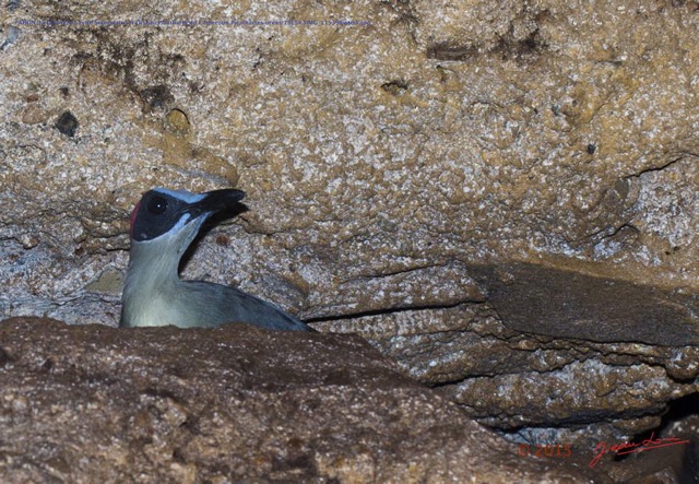 049 PAHON 1a la Grotte Cavite Secondaire et Oiseau Picatharte du Cameroun Picathartes oreas 15E5K3IMG_115398wtmk.jpg