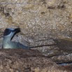 049 PAHON 1a la Grotte Cavite Secondaire et Oiseau Picatharte du Cameroun Picathartes oreas 15E5K3IMG_115398wtmk.jpg