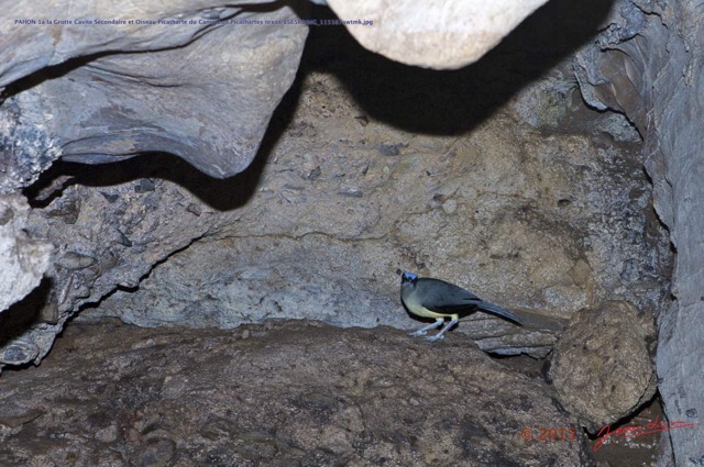 052 PAHON 1a la Grotte Cavite Secondaire et Oiseau Picatharte du Cameroun Picathartes oreas 15E5K3IMG_115387awtmk.jpg