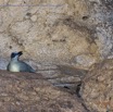 054 PAHON 1a la Grotte Cavite Secondaire et Oiseau Picatharte du Cameroun Picathartes oreas 15E5K3IMG_115396awtmk.jpg