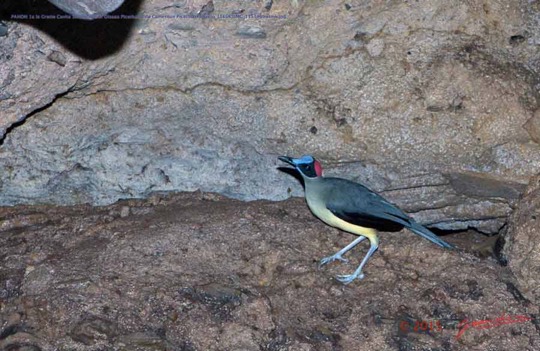 PAHON-1a-la-Grotte-Cavite-Secondaire-et-Oiseau-Picatharte-du-Cameroun-Picathartes-oreas-15E5K3IMG_115386bwtmk-Web