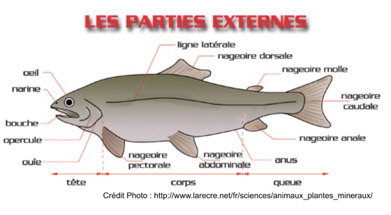 Morphologie Externe d&#39;un Poisson AT-Web