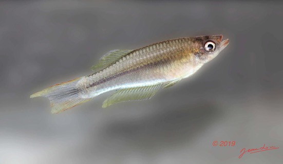 POISSONS 5 Moanda Poisson 013 Actinopterygii Cyprinodontiformes Poeciliidae Plataplochilus sp M Pt13 19E80DIMG_190707141379_DxOwtmk 52k-Web