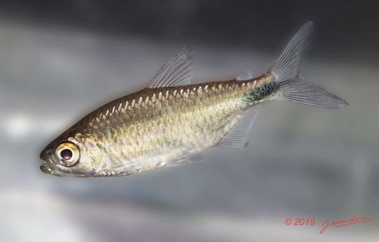 POISSONS 5 Piste La Lope-Lastoursville Poisson 011 Actinopterygii Characiformes Alestiidae Brycinus sp Pt7 19E80DIMG_190707141262_DxOwtmk 74k-Web