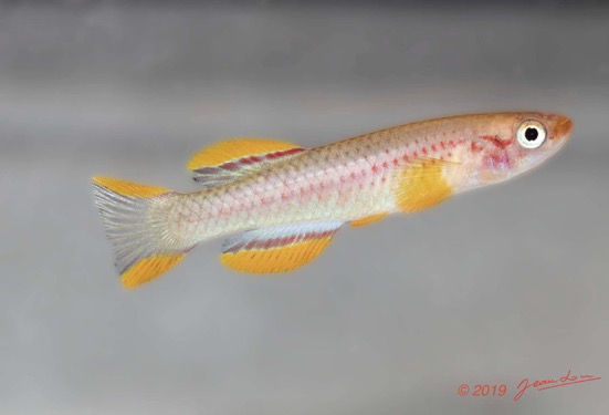 POISSONS 5 Route Lastoursville-Moanda Poisson 015 Actinopterygii Cyprinodontiformes Nothobranchiidae Aphyosemion tirbaki M Pt12 19E80DIMG_190707141392_DxOwtmk 52k-Web