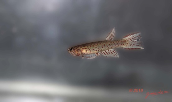 POISSONS 5 Route Lastoursville-Moanda Poisson 016 Actinopterygii Cyprinodontiformes Nothobranchiidae Aphyosemion lamberti M Pt1019E80DIMG_190707141450_DxOwtmk 77k-Web