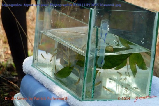 Edjangoulou-Aquarium-pour-Photographie-PF2013-P1080530awtmk.-Web