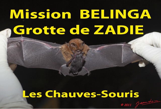 061 Titre Photos Mission1 Zadie Chauves-Souris.jpg