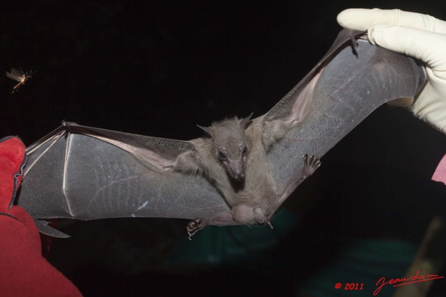 074 Mission 1 Grotte de Zadie Chauve-Souris Rousettus aegyptiacus 11E5K2IMG_69932wtmk.jpg