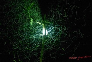 ENTOMO 02 Ivindo le Camp Dilo Lampe a Vapeur de Mercure et Insectes Volants la Nuit 19E5K3IMG_190816152011_DxOwtmk-web