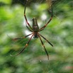 018 ENTOMO 02 Ivindo la Foret Arthropoda 025 Arachnida Araneae Araneidae Nephilidae Nephila constricta 19E80DIMG_190816143497_Nik_DxOwtmk 150k.jpg