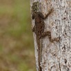 027 ENTOMO 02 Ivindo le Camp Dilo Reptilia 047 Squamata Agamidae Agama agama F 19E5K3IMG_190816151987_DxOwtmk 150k.jpg