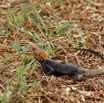 028 ENTOMO 02 Ivindo le Camp Dilo Reptilia 048 Squamata Agamidae Agama agama M 19E5K3IMG_190816151990_DxOwtmk 150k.jpg