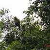 042 ENTOMO 02 Ivindo le Camp Dilo Mammalia 025 Primates Cercopithecidae Cercopithecus cephus 19E5K3IMG_190819152078_DxOwtmk 150k.jpg