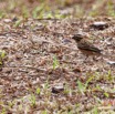 044 ENTOMO 02 Ivindo le Camp Dilo Oiseau 025 Aves Passeriformes Viduidae Veuve Dominicaine Vidua macroura F Internuptial 19E5K3IMG_190816151996_DxOwtmk 150k.jpg