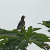 045 ENTOMO 02 Ivindo le Camp Dilo Oiseau 026 Aves Passeriformes Pycnonotidae Bulbul des Jardins Pycnonotus barbatus 19E5K3IMG_190816151997_DxOwtmk 150k.jpg