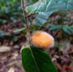 018 ENTOMO 02 Ivindo la Foret Arbre 108 Non Identifie a Fruit Oblong Orange Velu 19RX106DSC_1908171001315_Nik_DxOwtmk 150k.jpg