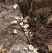 029 ENTOMO 02 Ivindo la Foret Fungi 020 Champignons sur Arbre Mort 19E80DIMG_190814143301_DxOwtmk 150k.jpg