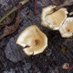 030 ENTOMO 02 Ivindo la Foret Fungi 020 Champignons sur Arbre Mort 19E80DIMG_190814143302_DxOwtmk 150k.jpg