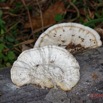 033 ENTOMO 02 Ivindo la Foret Fungi 020 Champignons sur Arbre Mort 19E80DIMG_190814143307_DxOwtmk 150k.jpg