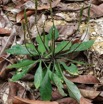 059 ENTOMO 02 Ivindo la Foret Plante 080 Asterida Lamiales Acanthaceae Elytraria marginata 19E80DIMG_190815143385_DxOwtmk 150k.jpg