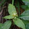 066 ENTOMO 02 Ivindo la Foret Plante 081 Equisetopsida Commelinales Commelinaceae Aneilema beniniense Probable 19E80DIMG_190815143399_DxOwtmk 150k.jpg