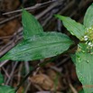 067 ENTOMO 02 Ivindo la Foret Plante 081 Equisetopsida Commelinales Commelinaceae Aneilema beniniense Probable 19E80DIMG_190815143400_DxOwtmk 150k.jpg