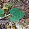 075 ENTOMO 02 Ivindo la Foret Plante 082 Magnoliopsida Cucurbitales Cucurbitaceae Cucumeropsis mannii Probable 19RX106DSC_1908151001209_DxOwtmk 150k.jpg