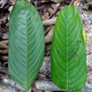 096 ENTOMO 02 Ivindo Vieille Piste Plante 086 Liliopsida Zingeberales Marantaceae Marantochloa sp Possible 19RX106DSC_1908161001289_DxOwtmk 150k.jpg