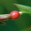 098 ENTOMO 02 Ivindo Vieille Piste Plante 086 Liliopsida Zingeberales Marantaceae Marantochloa sp Possible Fruit 19E80DIMG_190816143531_Nik_DxOwtmk 150k.jpg