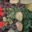 104 ENTOMO 02 Ivindo le Camp Dilo Plante 088 Asterida Lamiales Lamiaceae Clerodendrum splendens Possible 19E80DIMG_190816143549_DxOwtmk 150k.jpg