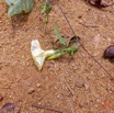 132 ENTOMO 02 Ivindo Vieille Piste Plante 092 Equisetopsida Solanales Convolvulaceae Ipomoea obscura Possible 19RX106DSC_1908181001473_DxOwtmk 150k.jpg