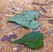 133 ENTOMO 02 Ivindo Vieille Piste Plante 092 Equisetopsida Solanales Convolvulaceae Ipomoea obscura Possible 19RX106DSC_1908181001474_DxOwtmk 150k.jpg