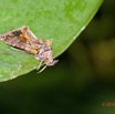 048 ENTOMO 02 Ivindo Vieille Piste Insecta 140 Lepidoptera Noctuidae sur une Feuille 19E80DIMG_190815143439_DxOwtmk 150k.jpg