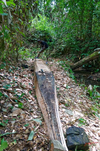 094 ENTOMO 02 Ivindo le Camp Dilo Construction Pirogue par Eco-Garde 19RX106DSC_1908141001129_DxOwtmk 150k.jpg