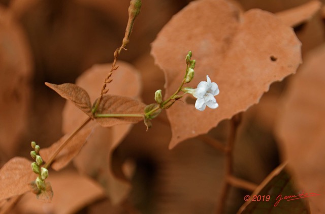 269 ENTOMO 02 Piste Ivindo-Booue Plante avec Poussiere et Fleur Blanche 19E5K3IMG_190820152148_DxOwtmk 150k.jpg